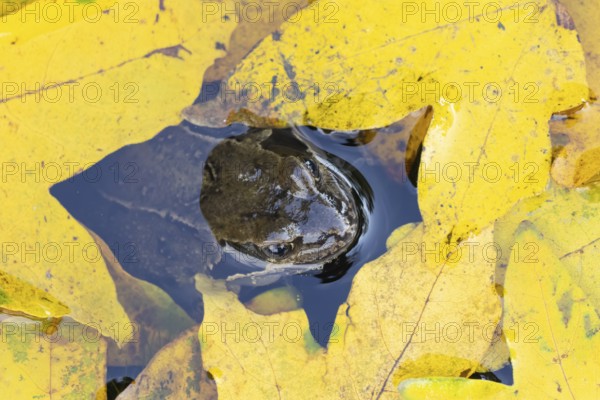 Common frog (Rana temporaria) adult amphibian in a garden pond amongst fallen autumn leaves, England, United Kingdom
