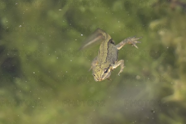 Smooth or Common newt (Lissotriton vulgaris) adult amphibian swimming in a pond, England, United Kingdom
