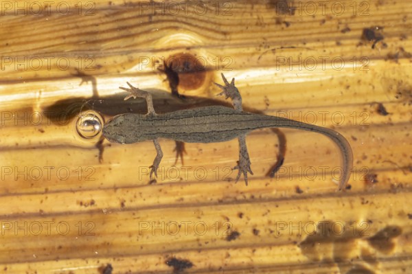 Smooth or Common newt (Lissotriton vulgaris) adult amphibian coming up to breath air from the water surface of a pond, England, United Kingdom