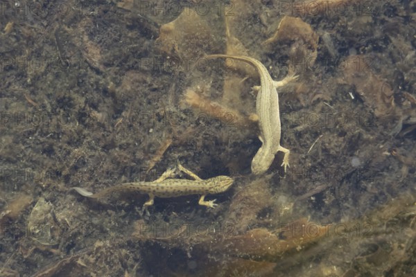 Smooth or Common newt (Lissotriton vulgaris) adult male and female amphibians in a pond, England, United Kingdom
