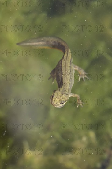 Smooth or Common newt (Lissotriton vulgaris) adult amphibian swimming in a pond, England, United Kingdom