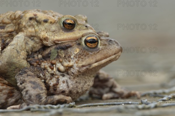Common toad (Bufo bufo) two adult amphibians mating on a footpath, England, United Kingdom