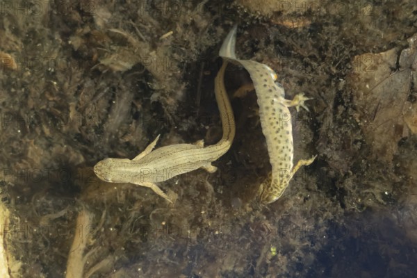 Smooth or Common newt (Lissotriton vulgaris) adult male amphibian displaying to a female in a pond, England, United Kingdom