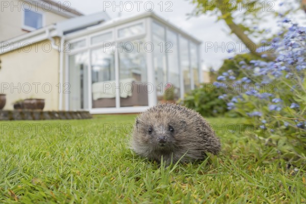 European hedgehog (Erinaceus europaeus) adult animal on a garden grass lawn with an urban house in the background, England, United Kingdom