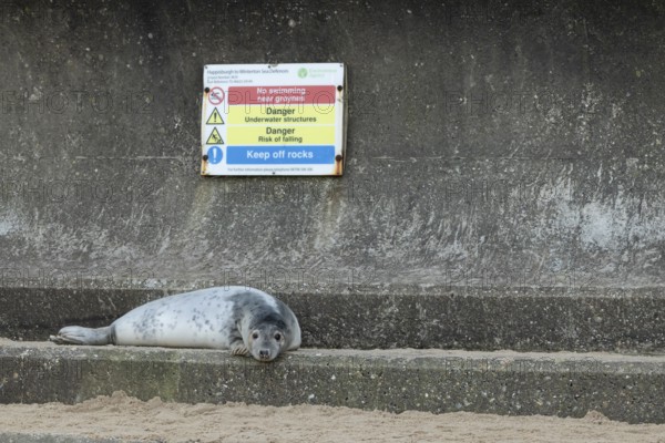 Grey seal (Halichoerus grypus) adult animal resting on a concrete sea defence with a warning sign behind, Norfolk, England, United Kingdom