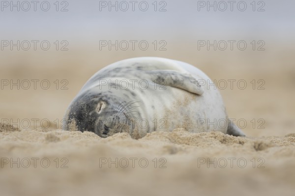 Grey seal (Halichoerus grypus) adult animal sleeping on a beach, Norfolk, England, United Kingdom