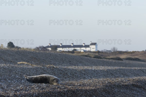 Grey seal (Halichoerus grypus) adult animal resting on a beach with cottages in the background, Dunwich, Suffolk, England, United Kingdom