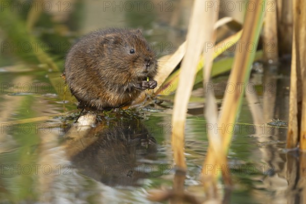 Water vole (Arvicola amphibius) adult animal feeding on pond weed in a lake, England, United Kingdom