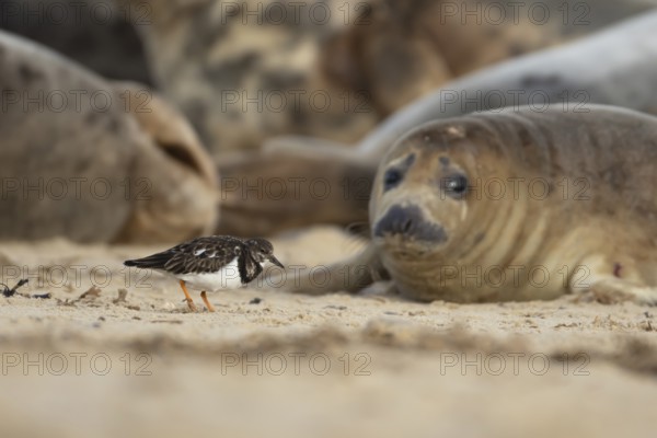 Grey seal (Halichoerus grypus) adult animal on a beach watching a Turnstone bird, Norfolk, England, United Kingdom