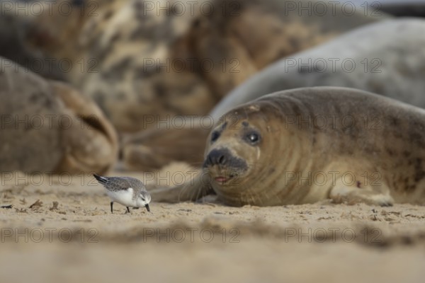 Grey seal (Halichoerus grypus) adult animal on a beach watching a Sanderling wading bird feeding, Norfolk, England, United Kingdom