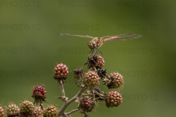 Common darter dragonfly (Sympetrum striolatum) adult insect resting on a blackberries in summer, England, United Kingdom