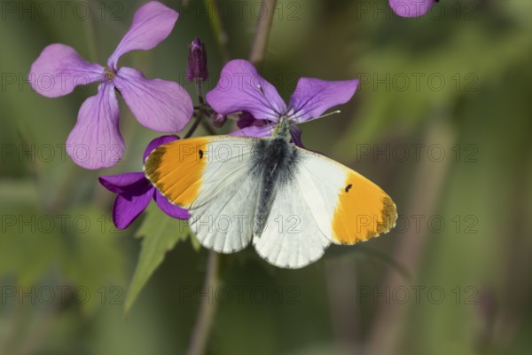 Orange tip butterfly (Anthocharis cardamines) adult male insect feeding on purple Honesty garden flowers in spring, England, United Kingdom