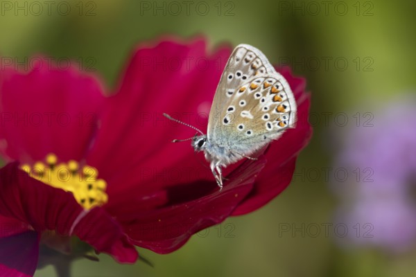 Common blue butterfly (Polyommatus icarus) adult insect on a Cosmos garden flower in summer, England, United Kingdom