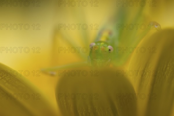 Oak bush cricket (Meconema thalassinum) adult insect resting on a yellow garden flower, England, United Kingdom