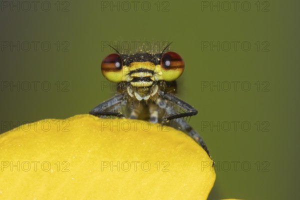 Large red damselfly (Pyrrhosoma nymphula) adult insect resting on a Kingcup yellow flower in a garden pond, England, United Kingdom