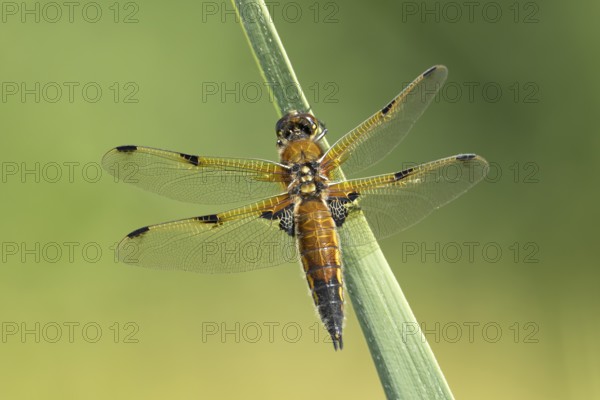 Four spotted chaser dragonfly (Libellula quadrimaculata) adult insect resting on a reed plant stem, England, United Kingdom