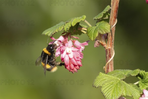 Buff tailed bumblebee (Bombus terrestris) adult bee insect feeding on Ribes King Edward VII flowering currant tree flowers in spring, England, United Kingdom