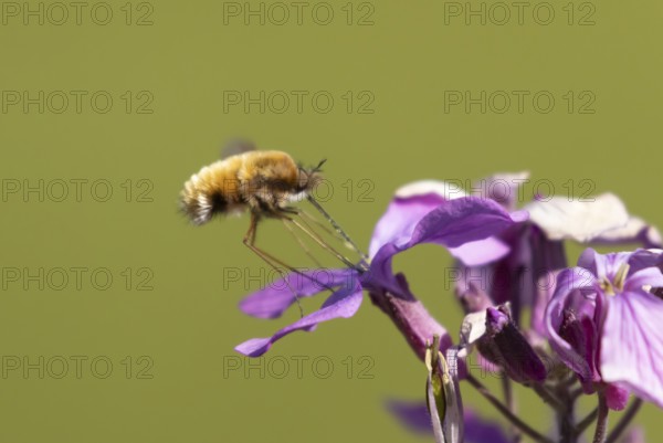 Bee fly (Bombylius major) adult insect feeding on Honesty flowers in spring, England, United Kingdom