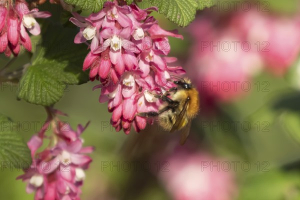 Common carder bumblebee (Bombus pascuorum) adult bee insect feeding on Ribes King Edward VII flowering currant tree flowers in spring, England, United Kingdom