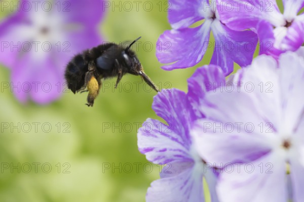 Ashy mining bee (Andrena cineraria) adult insect flying towards a garden flower in spring, England, United Kingdom