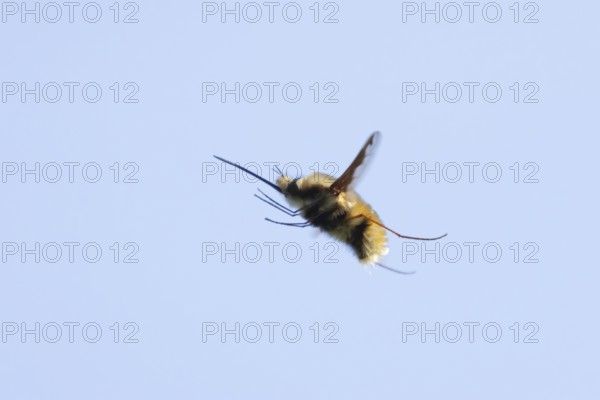 Bee fly (Bombylius major) adult insect flying against a blue sky, England, United Kingdom