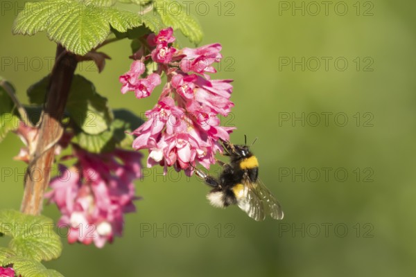 White tailed bumblebee (Bombus lucorum) adult bee insect feeding on Ribes King Edward VII flowering currant tree flowers in spring, England, United Kingdom