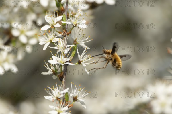Bee fly (Bombylius major) adult insect feeding on Blackthorn tree blossom in spring, England, United Kingdom