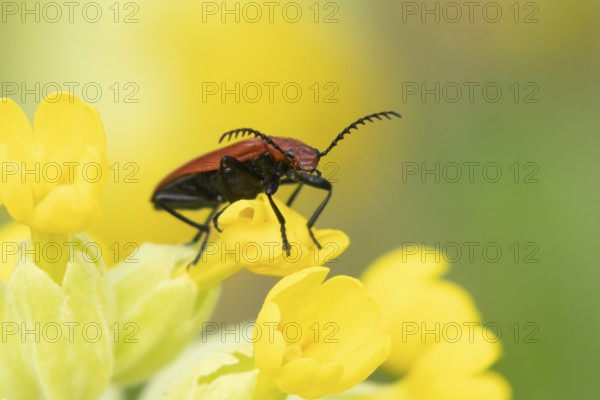 Common red soldier beetle (Rhagonycha fulva) adult insect on a Cowslip flower in spring, England, United Kingdom