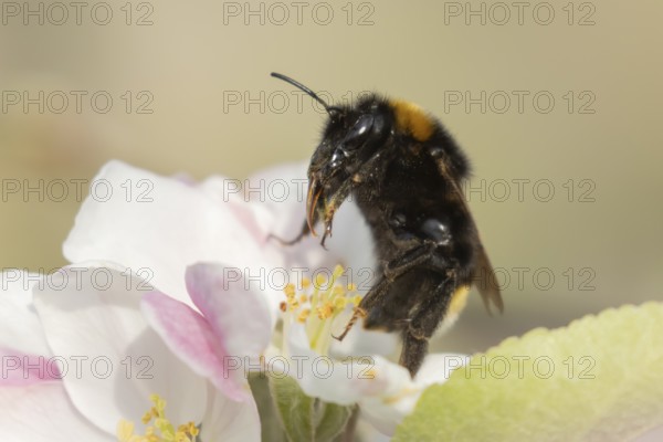 Buff tailed bumblebee (Bombus terrestris) adult bee insect feeding on apple tree blossom in spring, England, United Kingdom