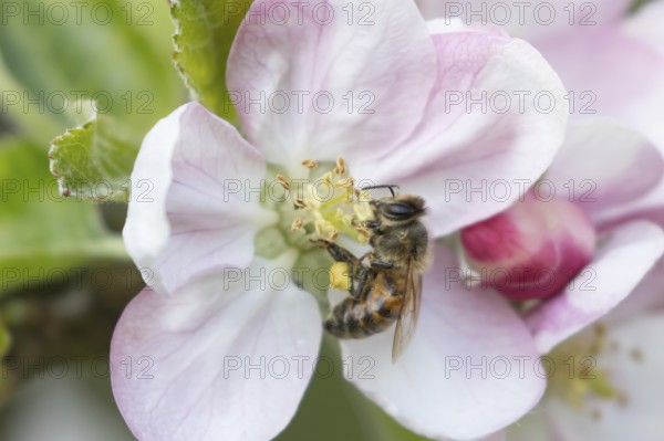 Honey bee (Apis mellifera) adult insect feeding on apple tree blossom in spring, England, United Kingdom