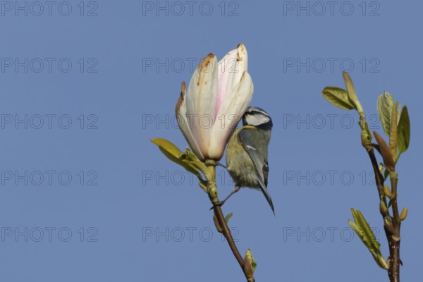Blue tit (Cyanistes Caeruleus) adult bird feeding on a garden Magnolia tree flower in spring, England, United Kingdom