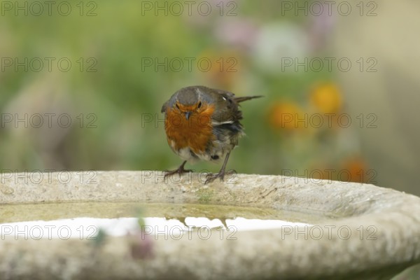 European robin (Erithacus rubecula) adult bird on a garden bird bath, England, United Kingdom
