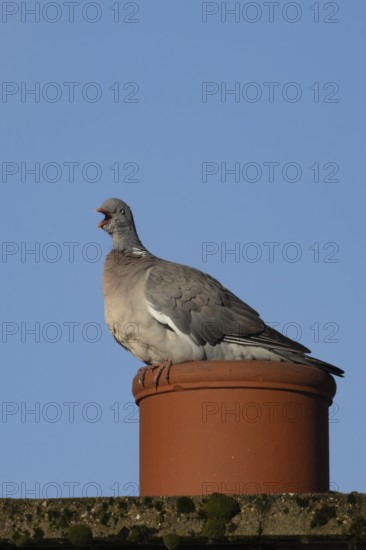 Wood pigeon (Columba palumbus) adult bird on an urban building chimney pot, England, United Kingdom