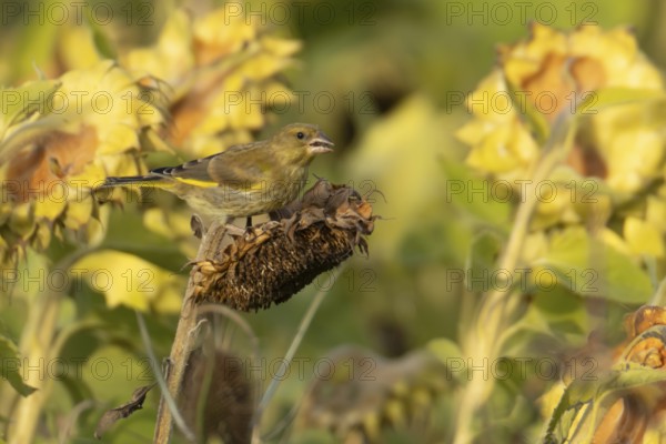 European greenfinch (Chloris chloris) adult bird feeding on a sunflower plant seedhead in autumn, England, United Kingdom