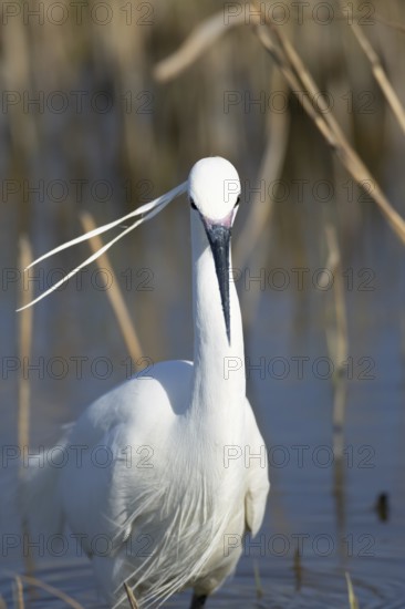 Little egret (Egretta garzetta) adult bird head portrait, England, United Kingdom