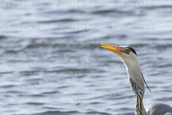 Grey heron (Ardea cinerea) adult bird head portrait, England, United Kingdom