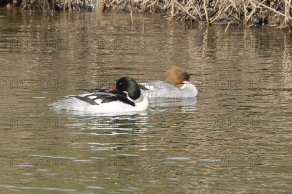Goosander (Mergus merganser) adult male and female birds on water of a river, England, United Kingdom