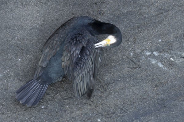 Great cormorant (Phalacrocorax carbo) adult bird preening, Italy