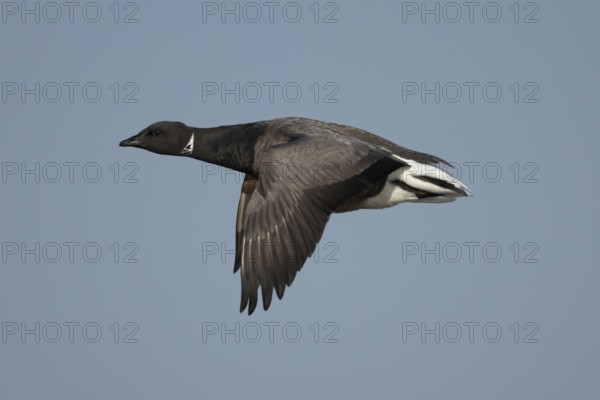 Brent goose (Branta bernicla) adult bird flying against a blue sky, England, United Kingdom