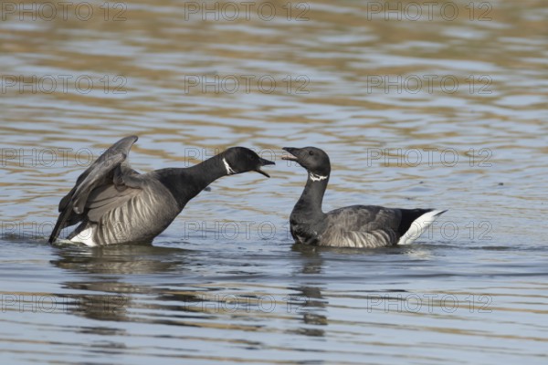 Brent goose (Branta bernicla) two adult geese birds calling or arguing on a lagoon, England, United Kingdom