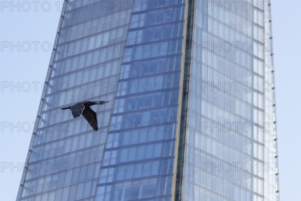Great cormorant (Phalacrocorax carbo) adult bird flying pass The Shard building, London, England, United Kingdom