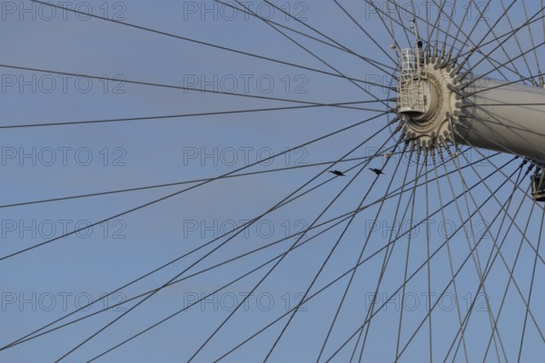 Great cormorant (Phalacrocorax carbo) two adult birds flying pass the spokes of the London Eye, England, United Kingdom