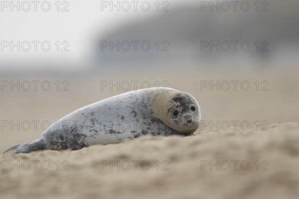 Grey seal (Halichoerus grypus) adult animal resting on a sandy beach, Norfolk, England, United Kingdom