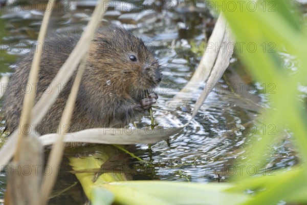 Water vole (Arvicola amphibius) adult animal eating pond weed in a lake, England, United Kingdom