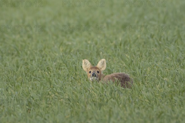 Chinese water deer (Hydropotes inermis) adult animal sitting in a farmland cereal field, England, United Kingdom