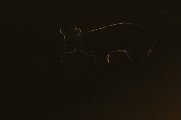 Chinese water deer (Hydropotes inermis) silhouette of an adult animal backlite in a fenland field at sunset, England, United Kingdom