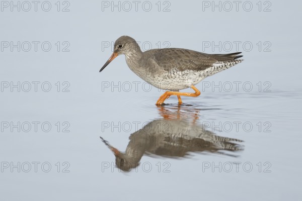 Common redshank (Tringa totanus) adult wading bird in water of a coastal lagoon, England, United Kingdom