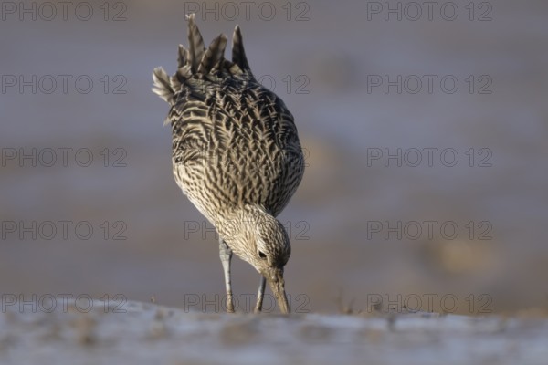 Eurasian curlew (Numenius arquata) adult wading bird searching for food on a mudflat, England, United Kingdom
