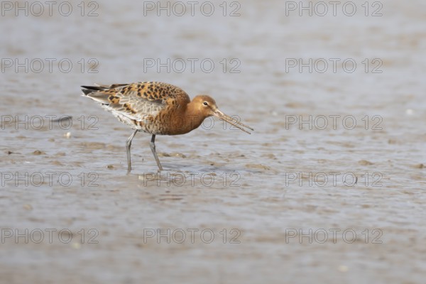 Black tailed godwit (Limosa limosa) adult male wading bird in summer plumage feeding on a coastal mudflat, England, United Kingdom