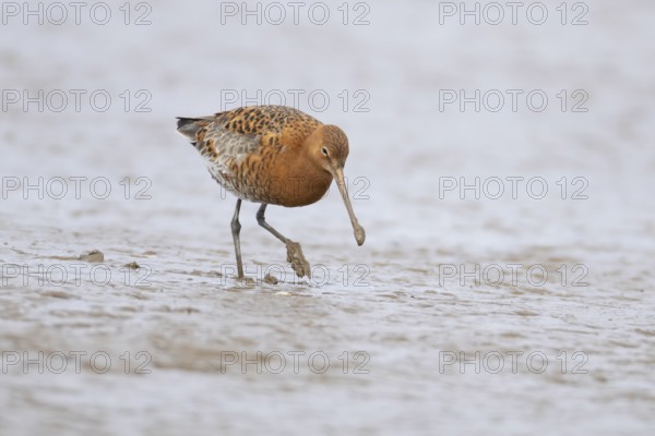 Black tailed godwit (Limosa limosa) adult male wading bird in summer plumage walking on a coastal mudflat, England, United Kingdom